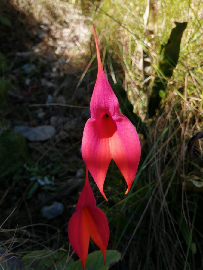 Peru Coca B&B Machupicchu ภายนอก รูปภาพ